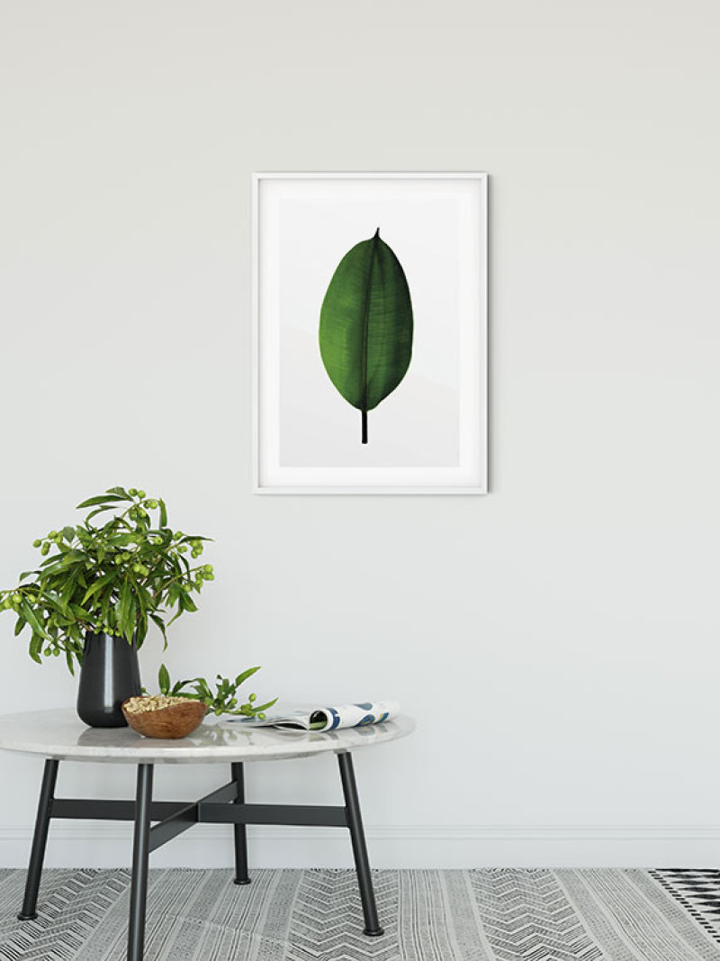 Ficus Leaf - View 1