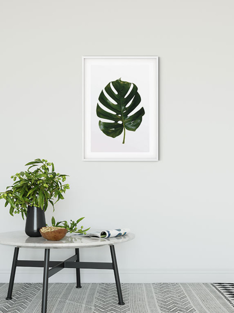 Monstera Leaf - View 1