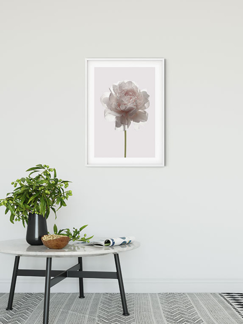 Rose - View 1