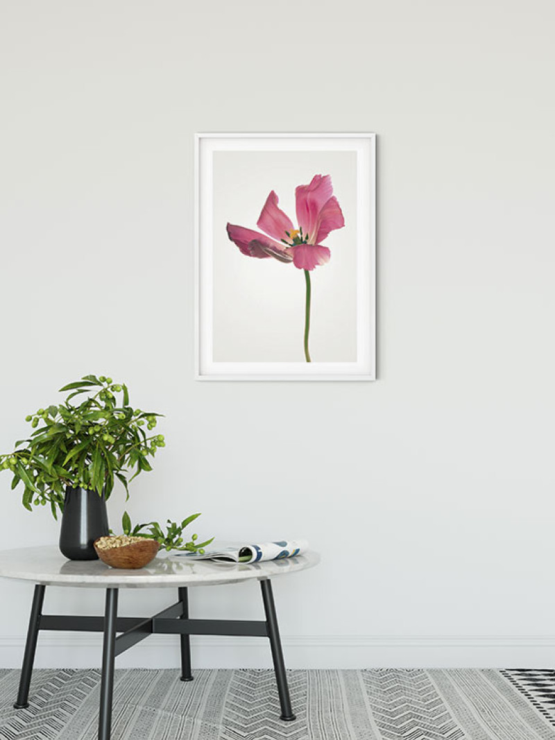 Tulip - View 1