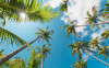 Coconut Heaven II  - Thumbnail View 1