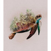 Animals Paradise Turtle