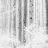 Winter Wood - Thumbnail View 1