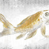 Golden Koi