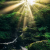 Into the Jungle - Slider Item - View 1
