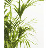 Bamboo Leaves - Slider Item - View 1