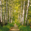 Birkenwald - Thumbnail View 1