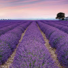Provence - Thumbnail View 1