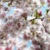 Spring - Thumbnail View 1