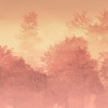 Heartwood