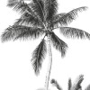 Retro Palm