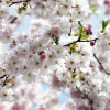 Spring - Thumbnail View 1