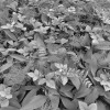 Forest Floor - Thumbnail View 1