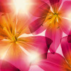 Summer Sun - Thumbnail View 1
