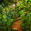 Jungle Trail - Thumbnail View 1