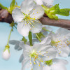 Blossom - Thumbnail View 1