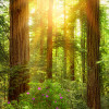 Redwood - Thumbnail View 1