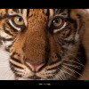 Sumatran Tiger Portrait 70 x 50 cm
