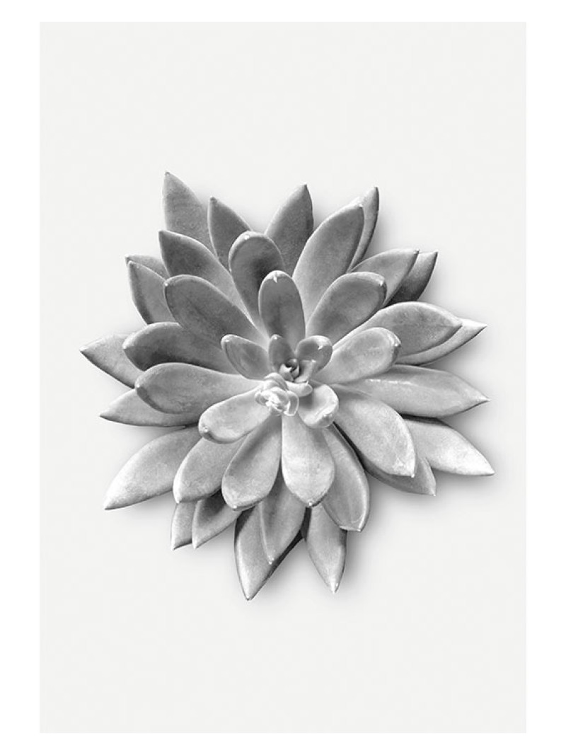 Succulent Agave - Thumbnail View 1