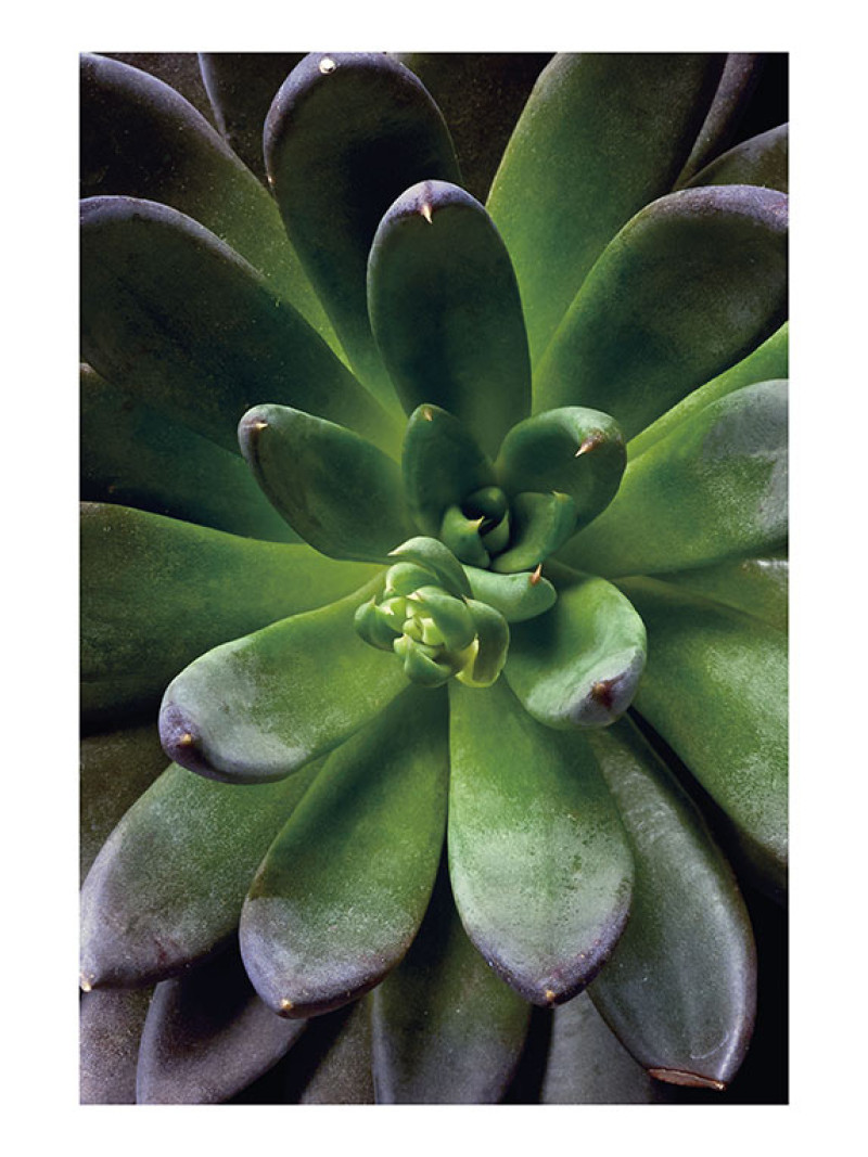 Succulent Single - Thumbnail View 1