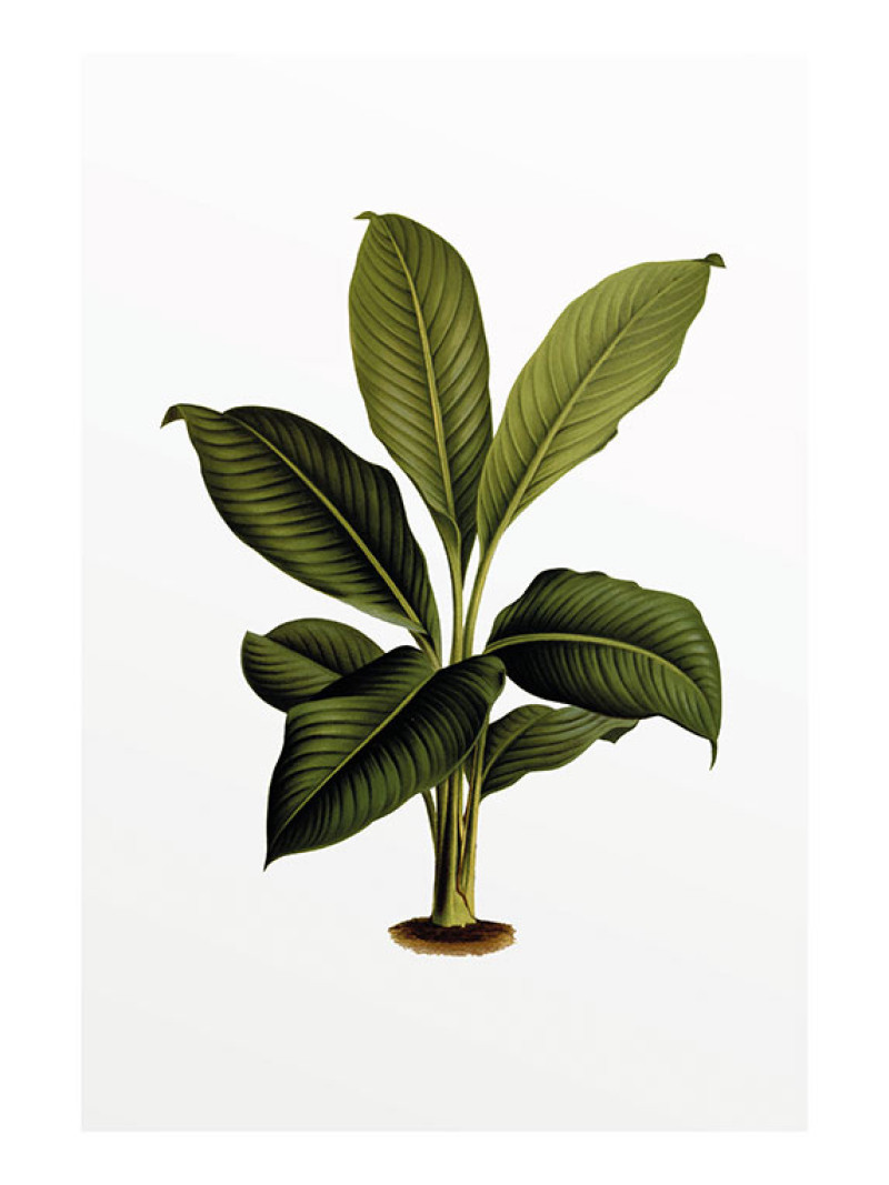 Elastica Leaf - Thumbnail View 1