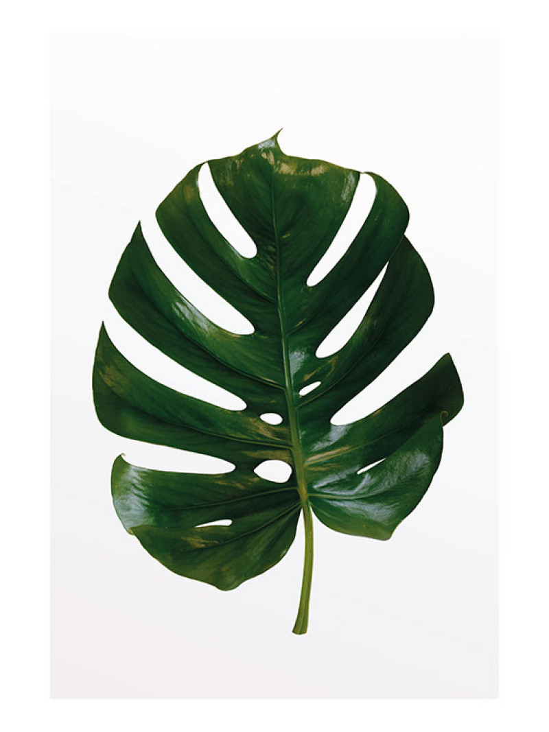 Monstera Leaf - Thumbnail View 1