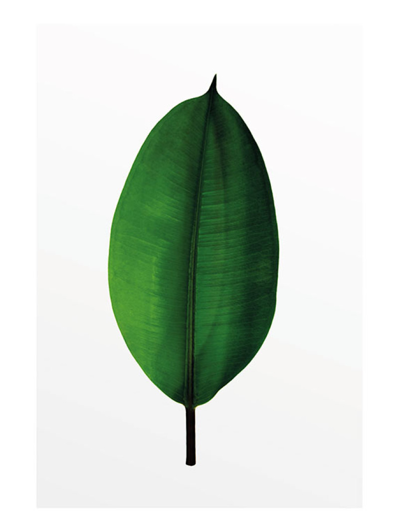 Ficus Leaf - Thumbnail View 1
