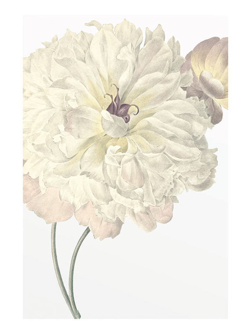 Illustration Dahlia - Thumbnail View 1
