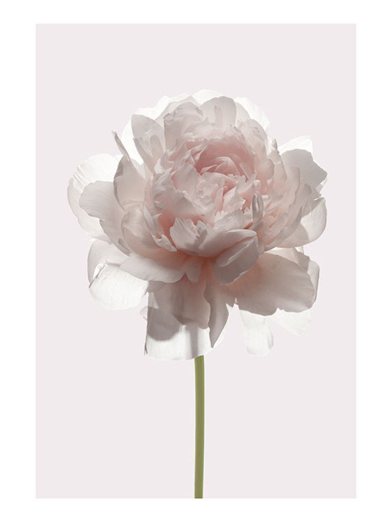 Rose - Thumbnail View 1