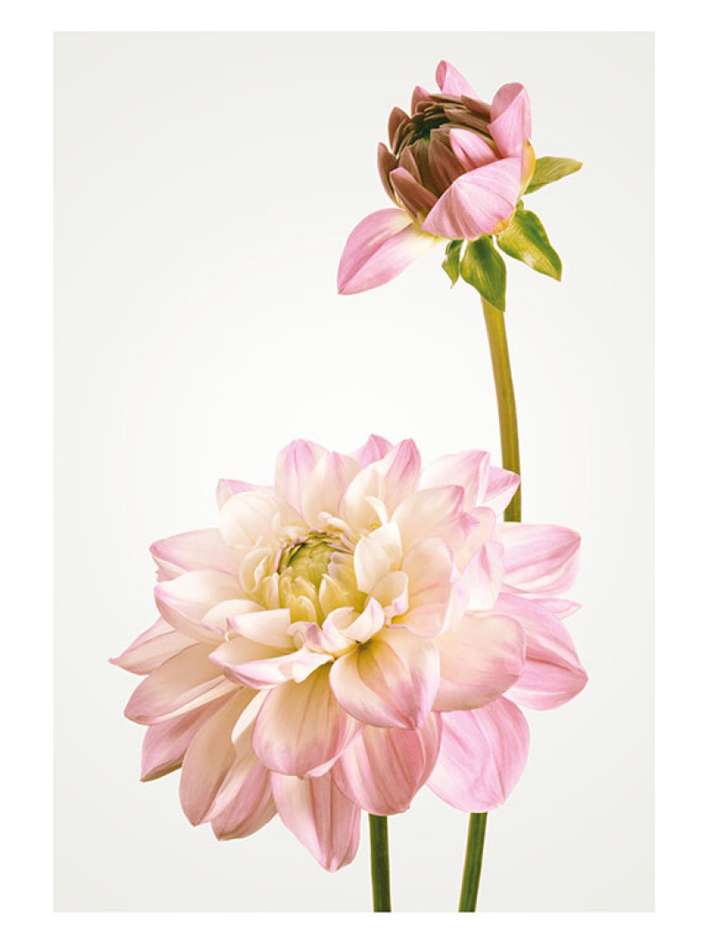 Dahlia - Thumbnail View 1