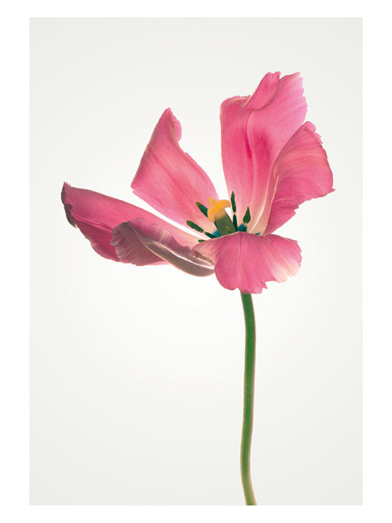 Tulip - Thumbnail View 1