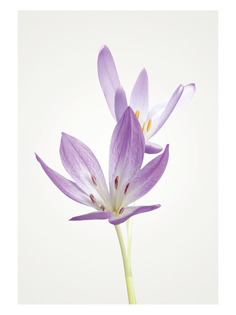 Autumn Crocus - Thumbnail View 1