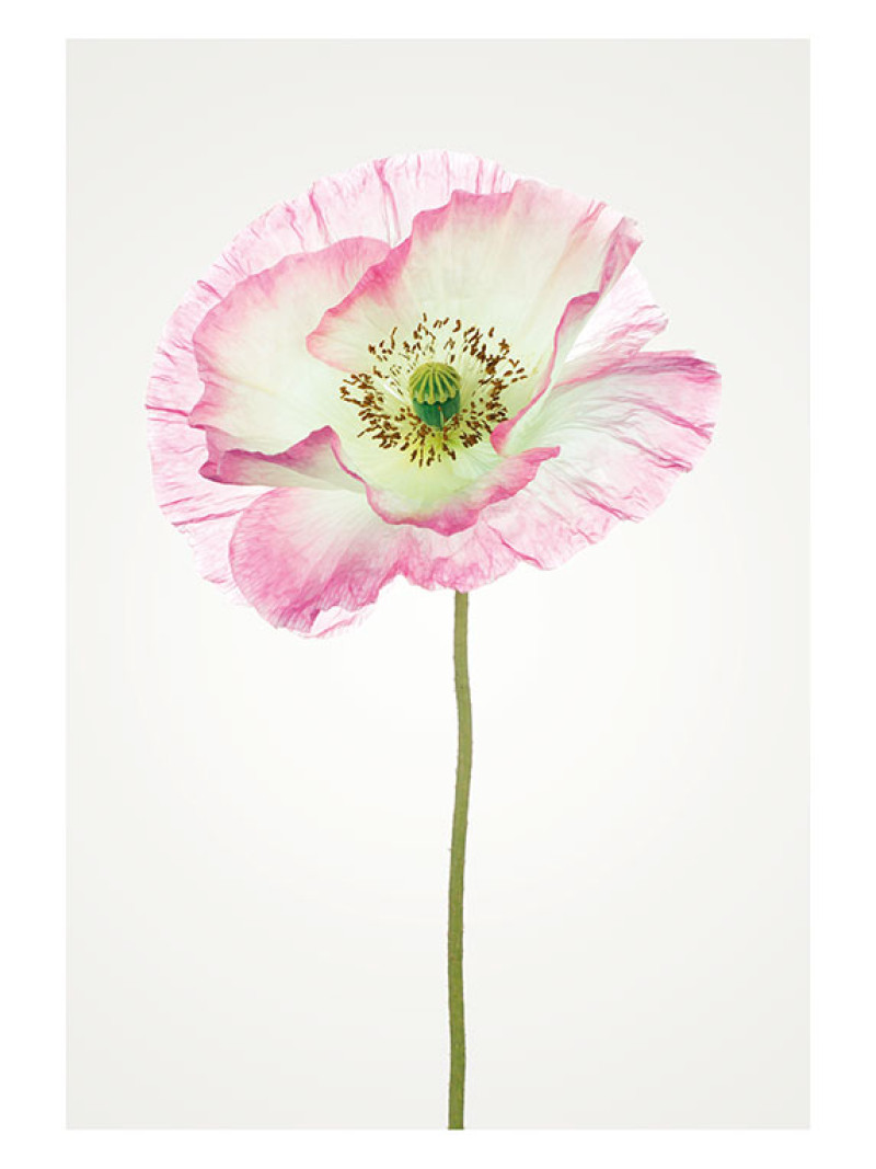 Poppy - Thumbnail View 1