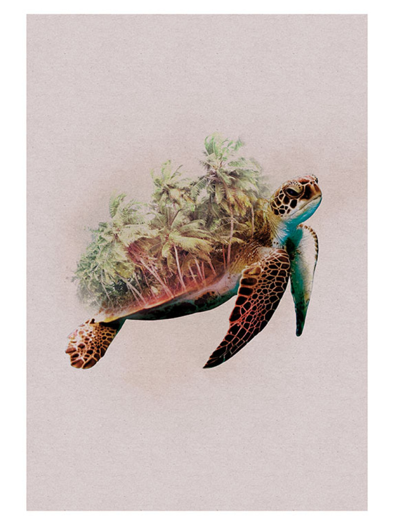 Animals Paradise Turtle - Thumbnail View 1