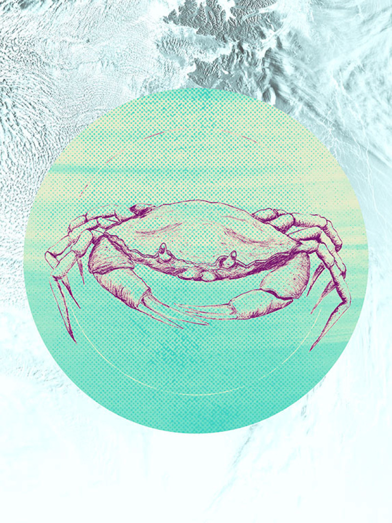 Crab Sea - Thumbnail View 1