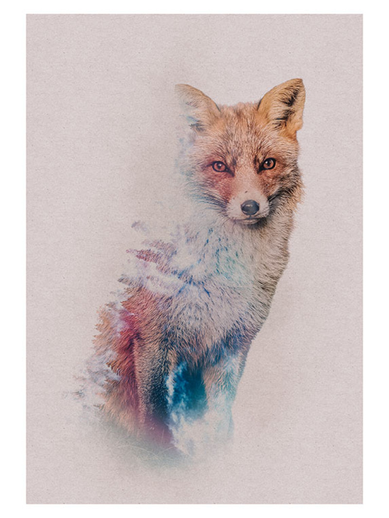 Animals Forest Fox - Thumbnail View 1