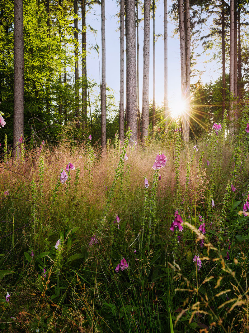 Summer Glade - Thumbnail View 1