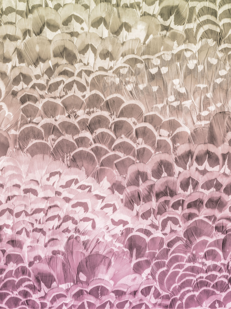 Pale Feathers - Thumbnail View 1