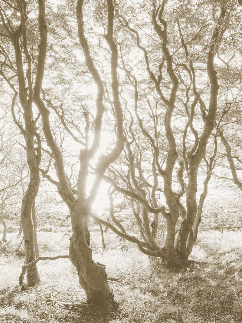 Bleached Birch - Thumbnail View 1