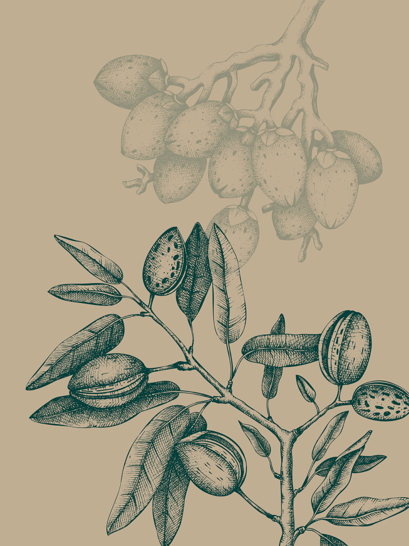 Wild Mandolino - Thumbnail View 1