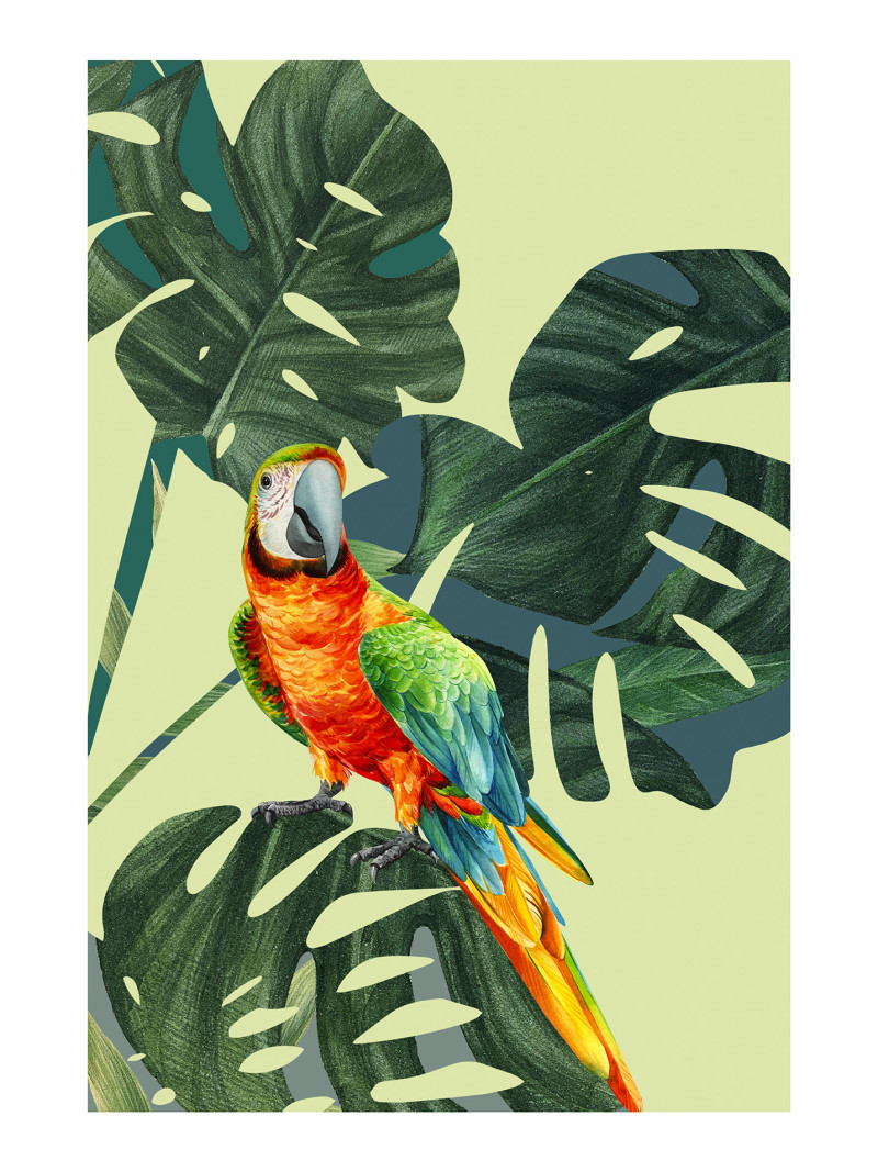 Green-Winged Macaw - Thumbnail View 1