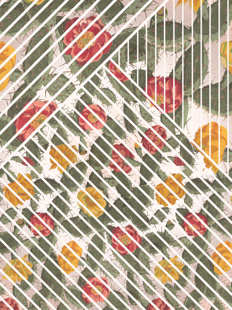 Cactus - Thumbnail View 1