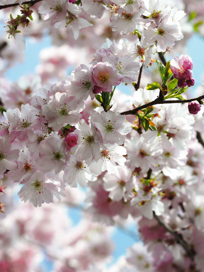 Spring - Thumbnail View 1