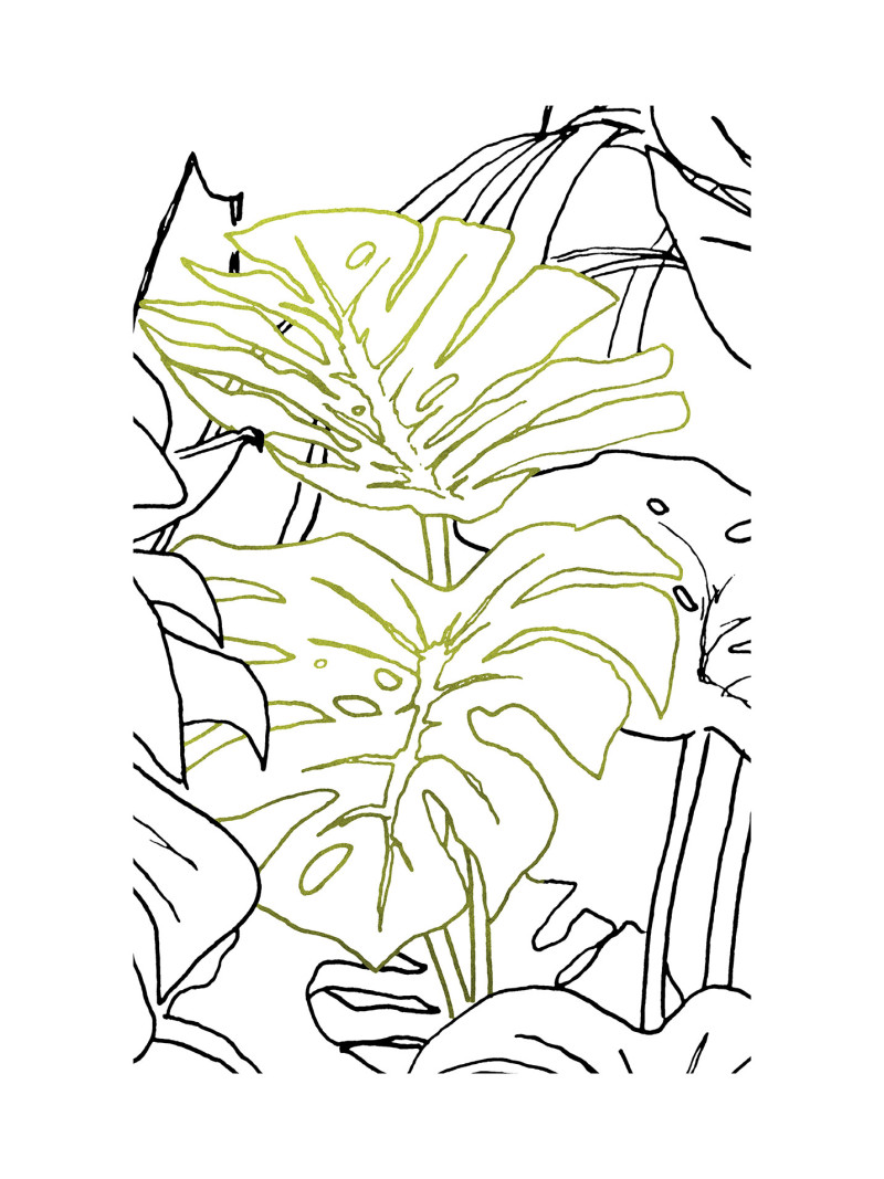 Monstera Borsigiana - Thumbnail View 1