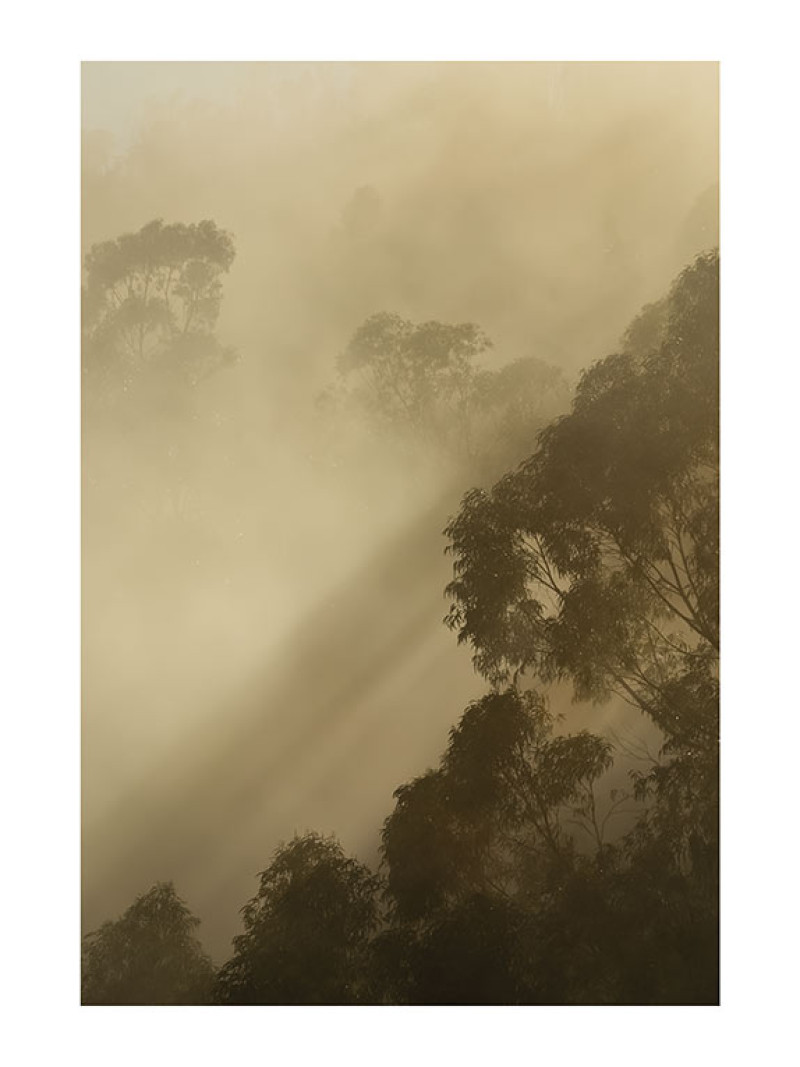 Golden Light - Thumbnail View 1