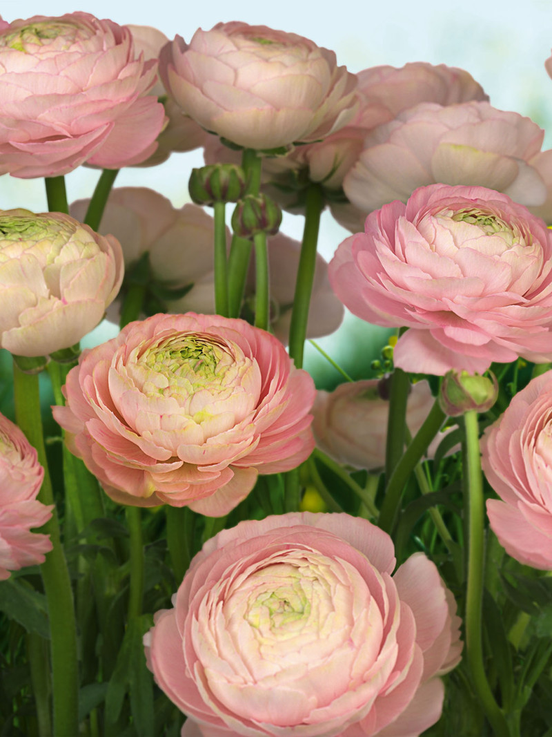 Gentle Rosé - Thumbnail View 1