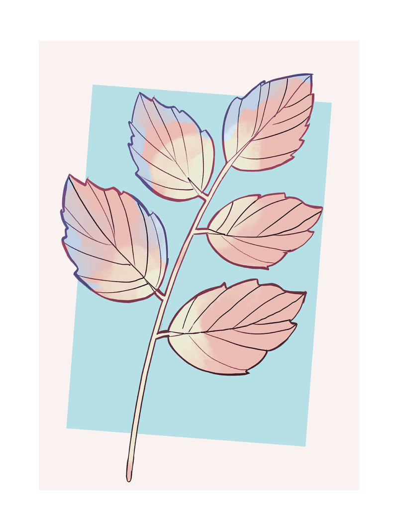 Cinderella Plant - Thumbnail View 1