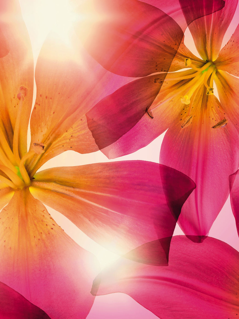 Summer Sun - Thumbnail View 1