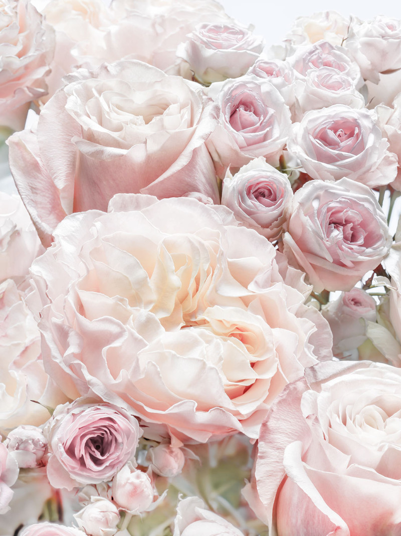 Spring Roses - Thumbnail View 1