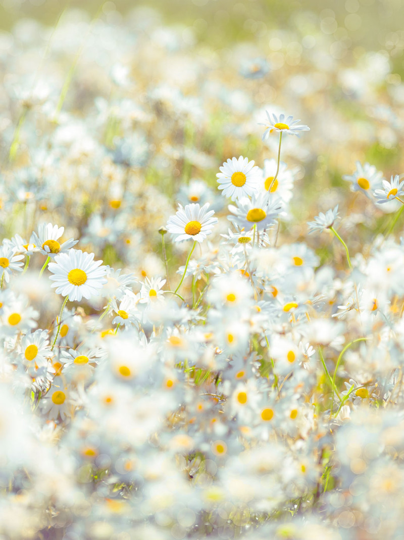 Daisies - Thumbnail View 1